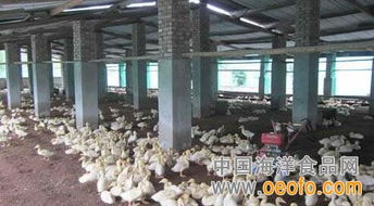 奉新县扎实开展畜禽养殖污染治理工作 图