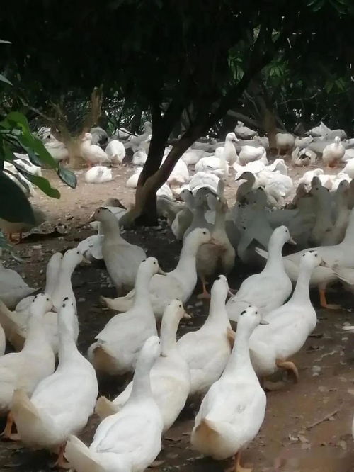 微生物技术助力高密度樱桃谷鸭养殖 水体活爽不臭，鸭群健康的关键操作